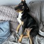 Photo of K9 Clarity