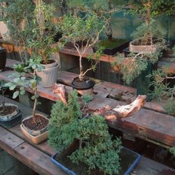 Exotic Bonsai