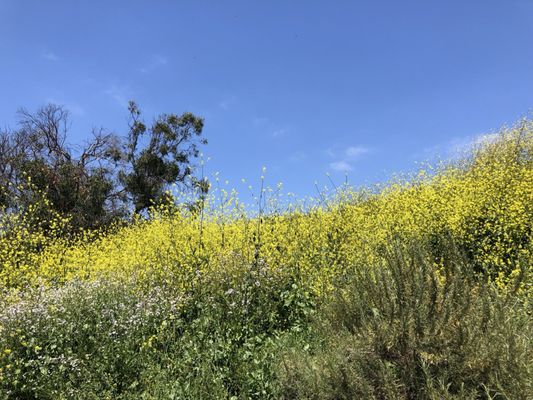 Wetlands & Wildlife Care Center by null