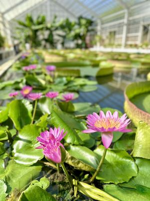 Oniishi Bozu Jigoku by null