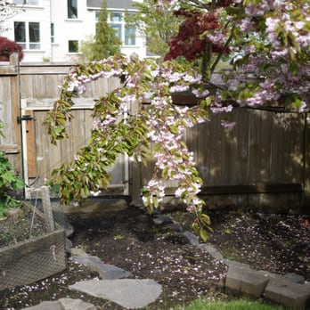 Ward Tree Care - Look how the cherry tree brunch is blocking fence door in my garden. This is after few months you had pruned this tree! - Tree Services Near Me - Tualatin, Oregon