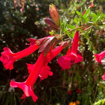 Salesforce Park - 7/1/23 up close - Parks Near Me - San Francisco, California