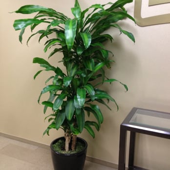 Pacific Interior Plants - Indoor Landscaping Near Me Pacific Interior Plants - Indoor Landscaping Near Me