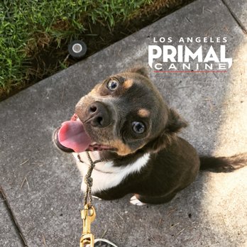 K9 Logic Dog Training - Happy DURING training - Pet Training Near Me - Glendale, California K9 Logic Dog Training - Happy DURING training - Pet Training Near Me - Glendale, California