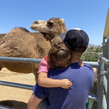 Sugarplum Zoo - Although a little afraid of the Camel she truly enjoyed it! - Chocolatiers & Shops Near Me - Temecula, California