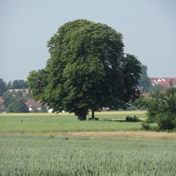 Kastanie