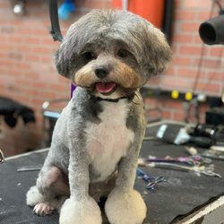 Dr Dolittle's Pet Grooming Giftly Email, Text or Print, 3270