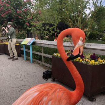 Indianapolis Zoo - Flamingo - Zoos Near Me - Indianapolis, Indiana Indianapolis Zoo - Flamingo - Zoos Near Me - Indianapolis, Indiana