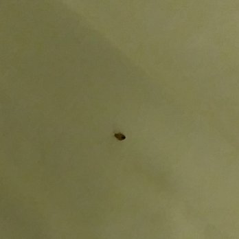 Holiday Inn Express Bakersfield - Bed bugs in room 305 - Hotels Near Me - Bakersfield, California Holiday Inn Express Bakersfield - Bed bugs in room 305 - Hotels Near Me - Bakersfield, California