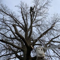 Beaver Bros Tree and Landscaping - During...