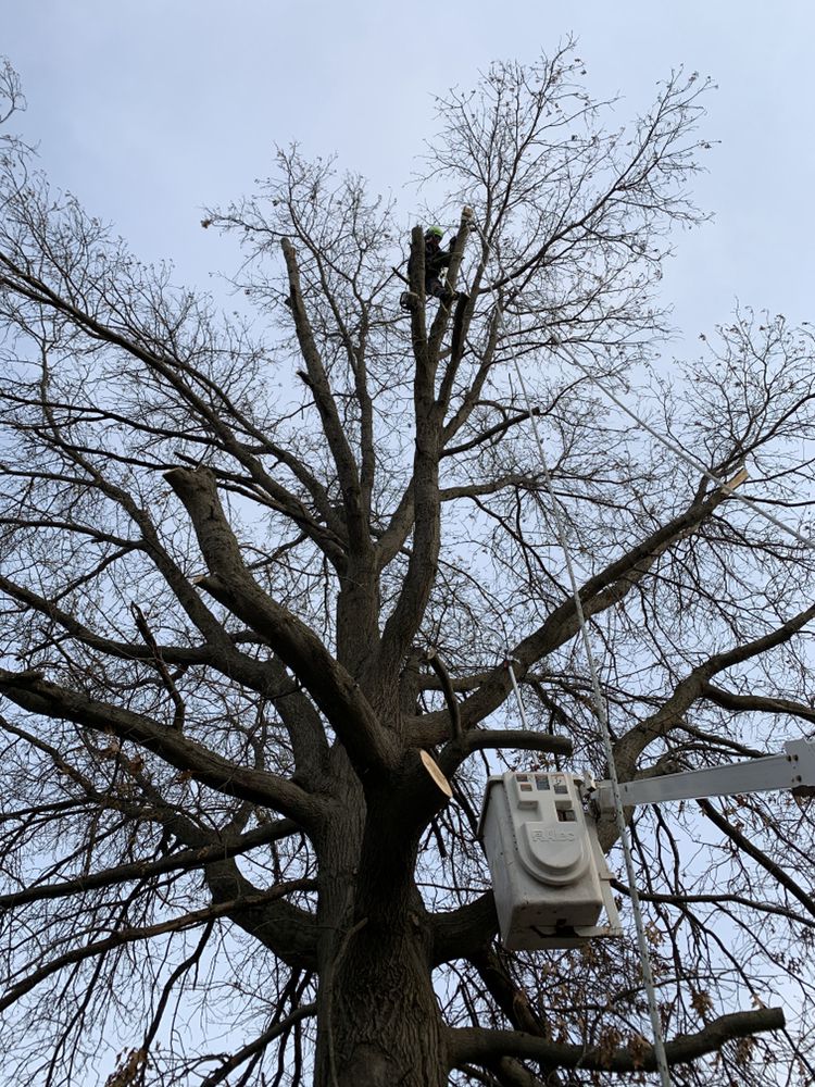 Beaver Bros Tree and Landscaping - tree service in Sun Prairie, WI