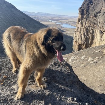Viking Veterinary Hospital - Emergency Pet Hospital Near Me - Nampa, Idaho Viking Veterinary Hospital - Emergency Pet Hospital Near Me - Nampa, Idaho