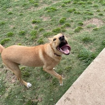 Boonville Animal Hospital - Happy Bella at Boonville Animal Hospital! - Veterinarians Near Me - Bryan, Texas Boonville Animal Hospital - Happy Bella at Boonville Animal Hospital! - Veterinarians Near Me - Bryan, Texas