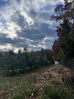 Sun High Orchards by null