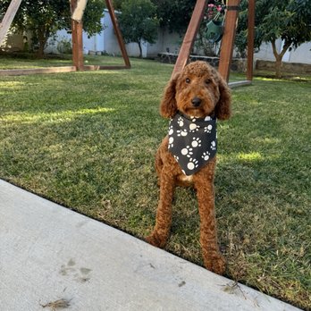 Happiness Grooming - Pet Groomers Near Me - Van Nuys, California