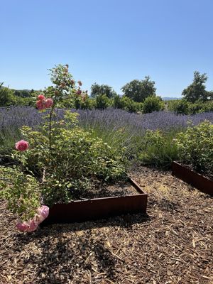 Saucelito Canyon Tasting Room by null