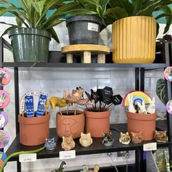 Fancy Plants - Beautiful plants