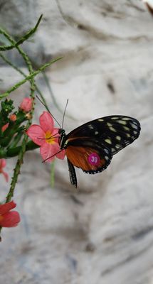 Cockrell Butterfly Center by null