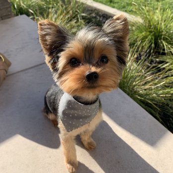 Juan's Groom Room - Puppy - Pet Groomers Near Me - Elk Grove, California Juan's Groom Room - Puppy - Pet Groomers Near Me - Elk Grove, California