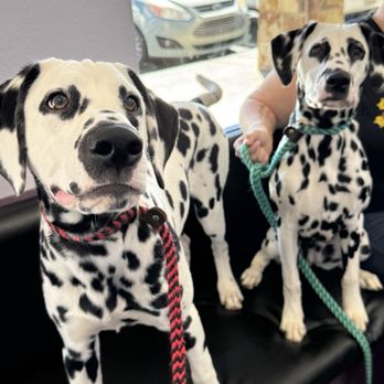 SoCal Veterinary Hospital - Veterinarians Near Me - San Marcos, California SoCal Veterinary Hospital - Veterinarians Near Me - San Marcos, California