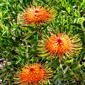 Ali'i Kula Lavender - More Protea - Tours Near Me - Kula, Hawaii Ali'i Kula Lavender - More Protea - Tours Near Me - Kula, Hawaii