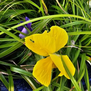 Moon Valley Nurseries - Nurseries & Gardening Near Me - Peachtree City, Georgia