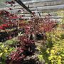 Photo of Swartz Nurseries