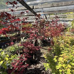 Swartz Nurseries - Japanese maples, nice family run