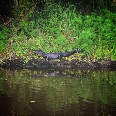 Blue Spring Adventures by null