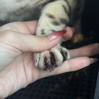 21 Pooch - Pet Groomers Near Me - Los Angeles, California