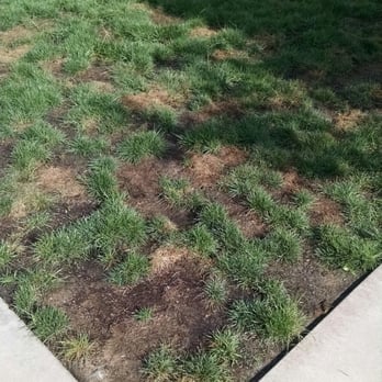 Olympus Corsair - This is your dog patch, disgusting and unsanitary - Apartments Near Me - San Diego, California Olympus Corsair - This is your dog patch, disgusting and unsanitary - Apartments Near Me - San Diego, California