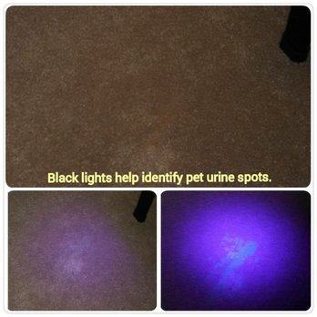 Qualls Chem-Dry - Our Professional grade uv lights can locate where the urine is - Carpet Cleaning Near Me - Bountiful, Utah