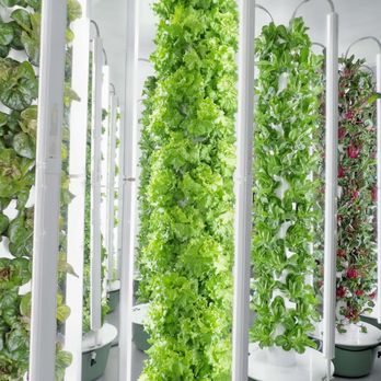 5 Points Farm - Farms Near Me - Jacksonville, Florida