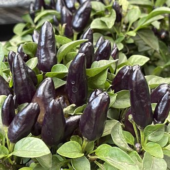 Cactus & Tropicals - Ornamental peppers - Nurseries & Gardening Near Me - Draper, Utah Cactus & Tropicals - Ornamental peppers - Nurseries & Gardening Near Me - Draper, Utah