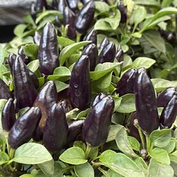 Cactus & Tropicals - Ornamental peppers