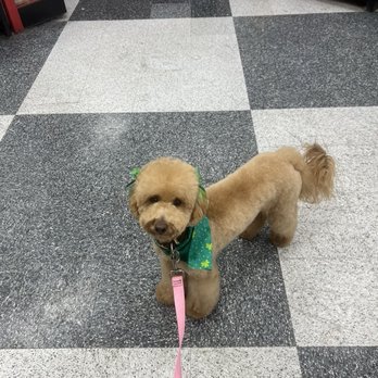 Petco - goldendoodle cut - Pet Stores Near Me - Davis, California