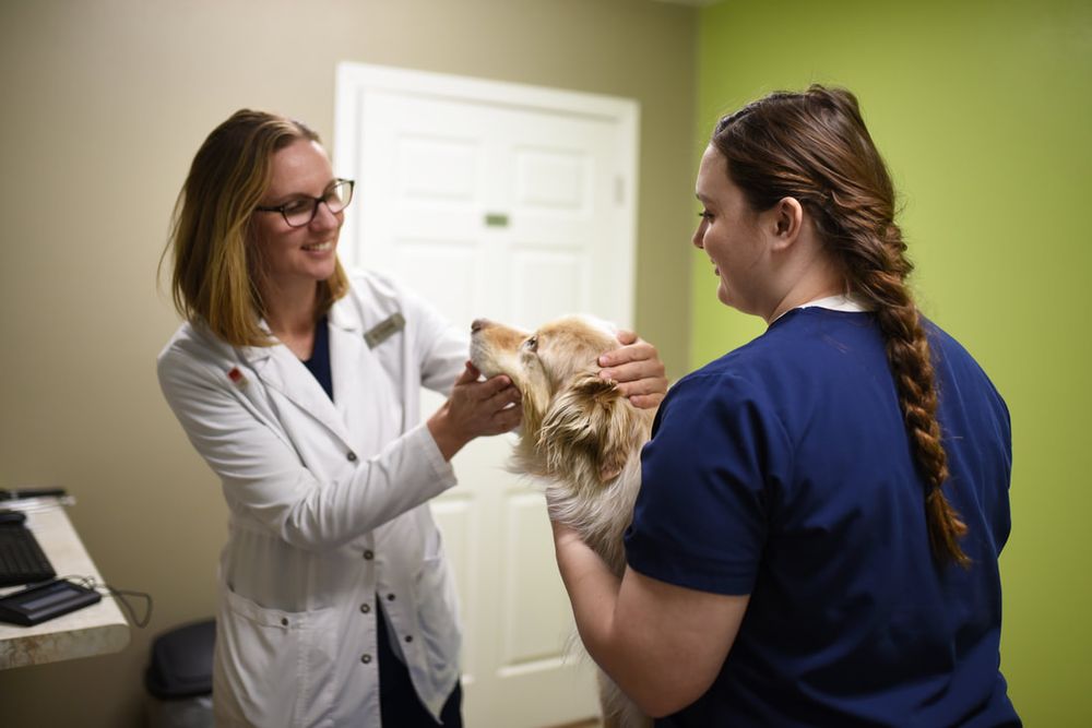 ELLENDALE VETERINARY SERVICE Updated October 2024 Request