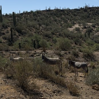 Arizona Outdoor Fun - Donkeys - ATV Rentals/Tours Near Me - New River, Arizona Arizona Outdoor Fun - Donkeys - ATV Rentals/Tours Near Me - New River, Arizona