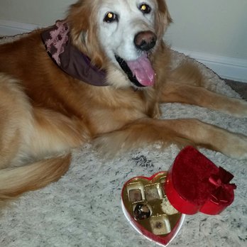 Pizza Pups - Happy Valentine's Day - Pet Stores Near Me - Cranston, Rhode Island Pizza Pups - Happy Valentine's Day - Pet Stores Near Me - Cranston, Rhode Island