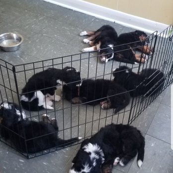 Puppy Love Yoga - Diff puppies across diff sessions from breeders - Yoga Near Me - Toronto, Ontario
