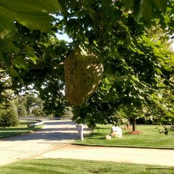 Rest EZ Pest control - Bald Faced Hornet Nest