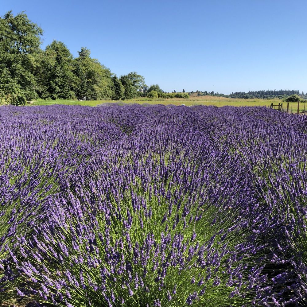 THE BEST 10 Nurseries & Gardening near Sequim, WA 98382 Last Updated