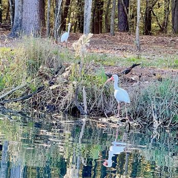 Pine Trace Park - Ibis and greater egret - Parks Near Me - Summerville, South Carolina