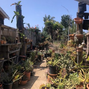 Solana Succulents - More plants towards the back - Nurseries & Gardening Near Me - Solana Beach, California
