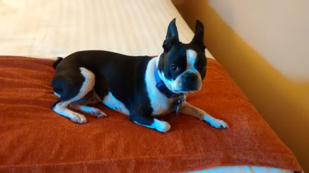 PISMO POOCH PET SERVICES Updated September 2024 305 Harbor View Ave