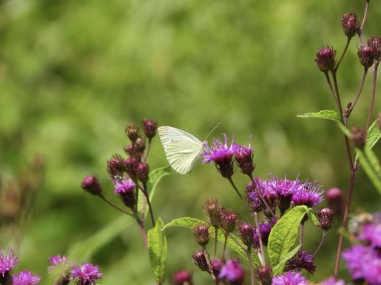 Bowman's Hill Wildflower Preserve by null