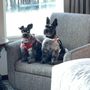 Photo of Bark and Purrr Pet Service