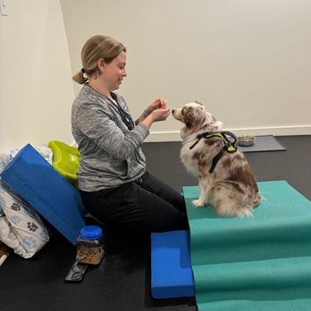 Canine PT and Me - Patiently waiting while Dr Lauren gets treats ready. - Animal Physical Therapy Near Me Canine PT and Me - Patiently waiting while Dr Lauren gets treats ready. - Animal Physical Therapy Near Me