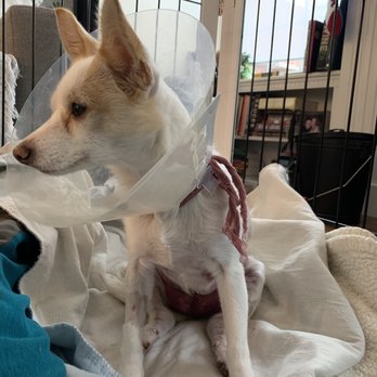 TrueCare for pets - Healing at Home - Veterinarians Near Me - Studio City, California TrueCare for pets - Healing at Home - Veterinarians Near Me - Studio City, California