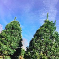 Bohman Christmas Tree Farm